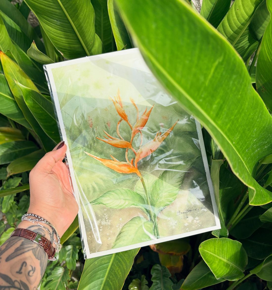 Aquarela de uma helicônia, presente entregue a um cliente